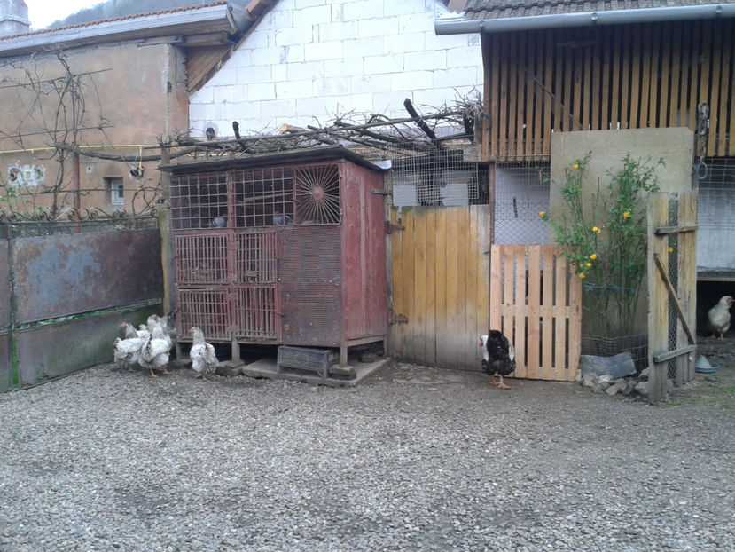  - 1 - MATCĂ II 2024 -