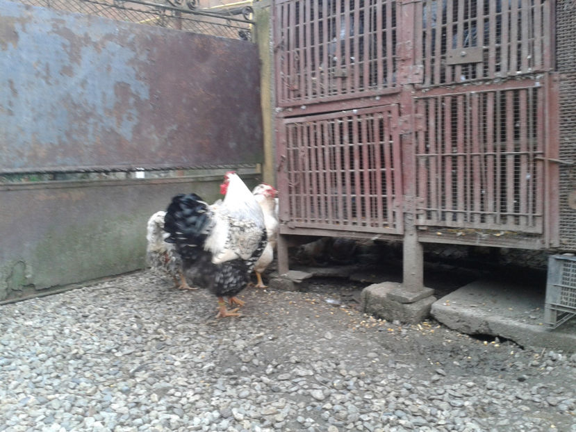  - 1 - MATCĂ II 2024 -