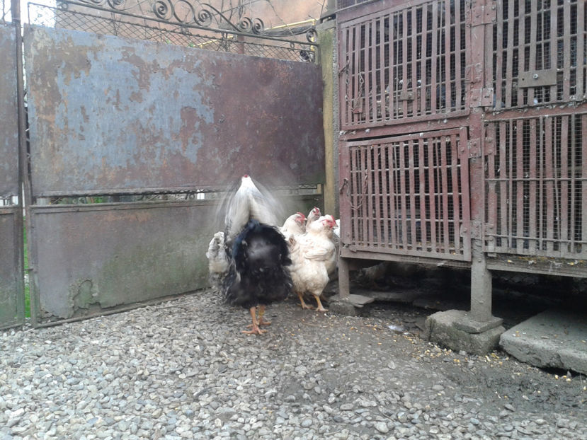  - 1 - MATCĂ II 2024 -