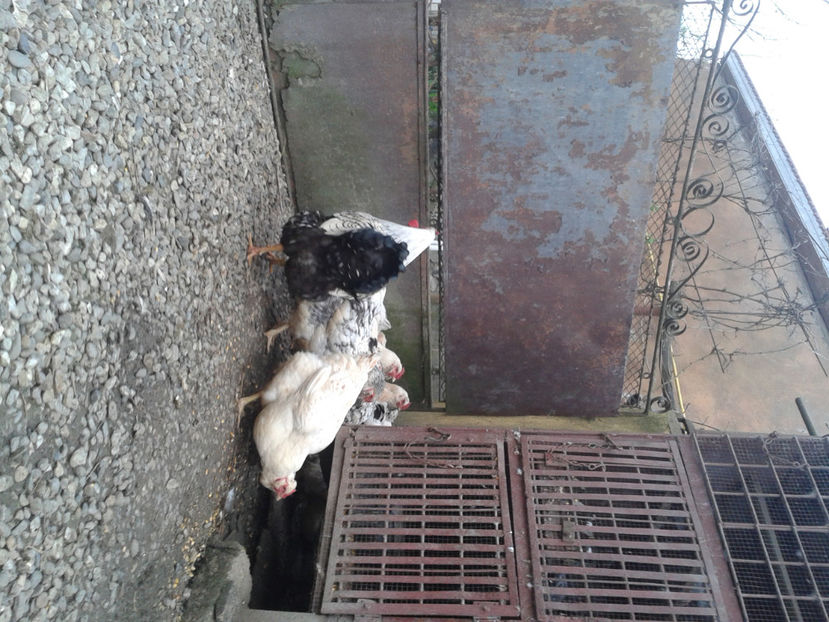  - 1 - MATCĂ II 2024 -