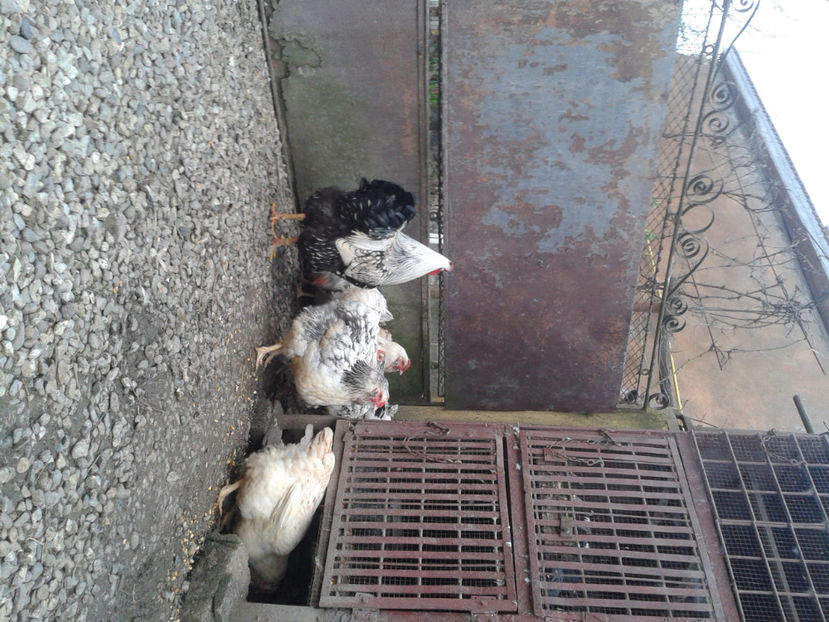  - 1 - MATCĂ II 2024 -