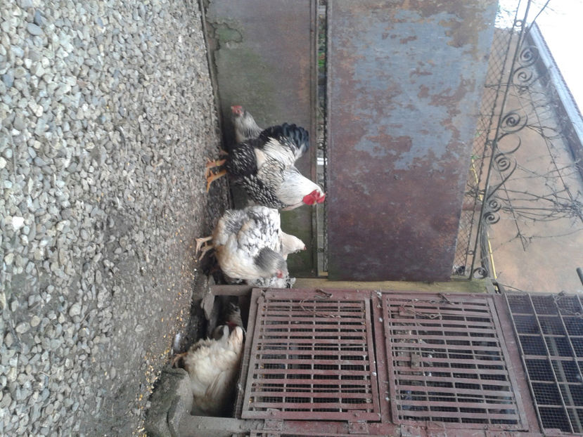  - 1 - MATCĂ II 2024 -