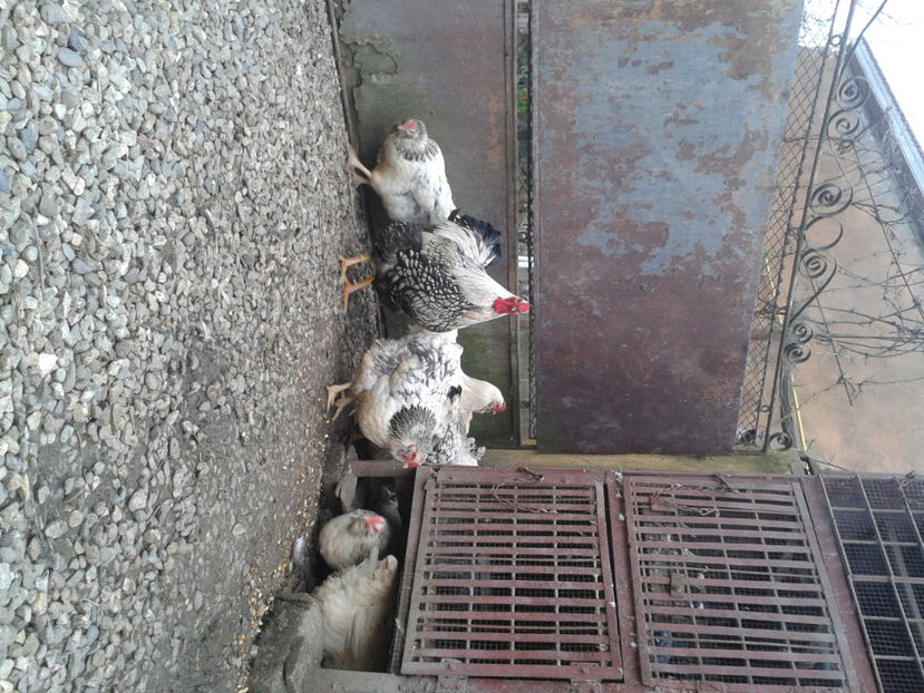  - 1 - MATCĂ II 2024 -