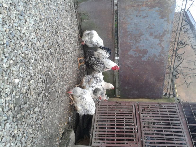  - 1 - MATCĂ II 2024 -