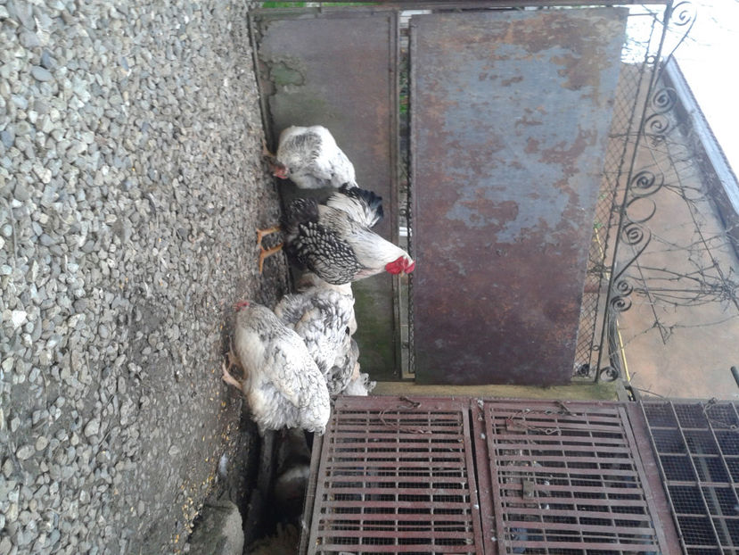  - 1 - MATCĂ II 2024 -