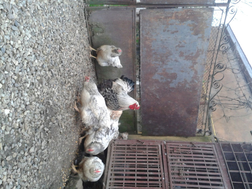  - 1 - MATCĂ II 2024 -