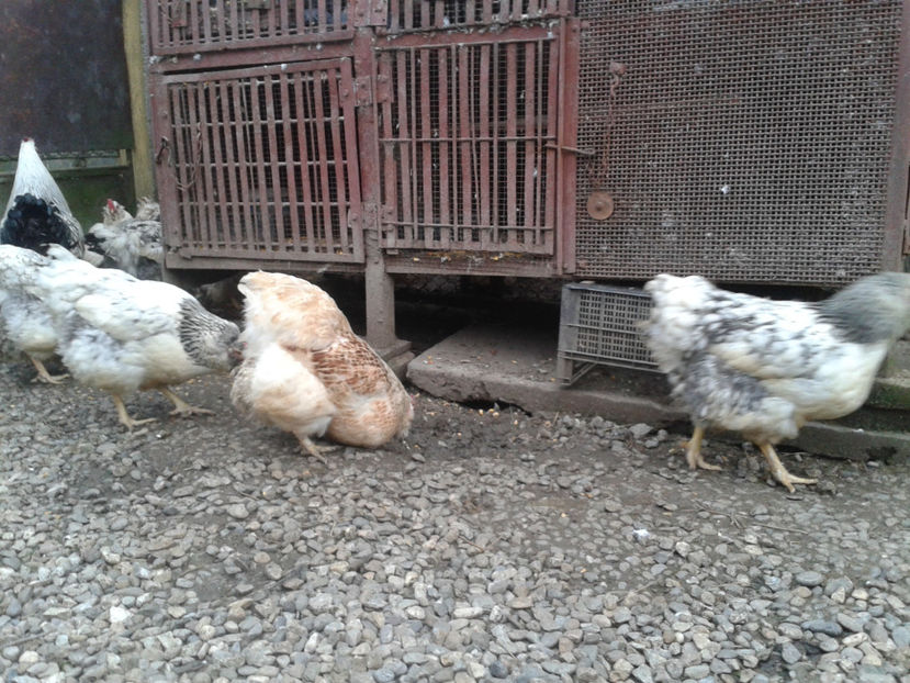  - 1 - MATCĂ II 2024 -