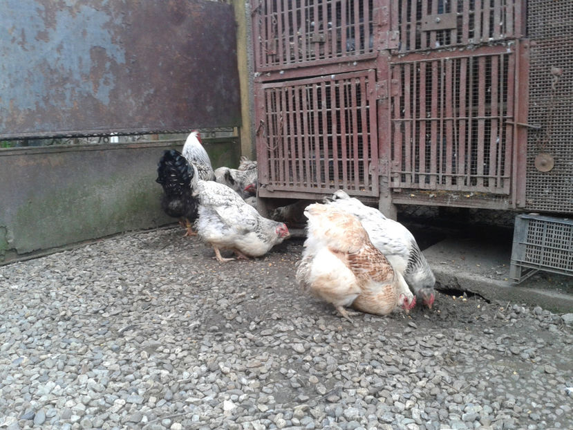  - 1 - MATCĂ II 2024 -