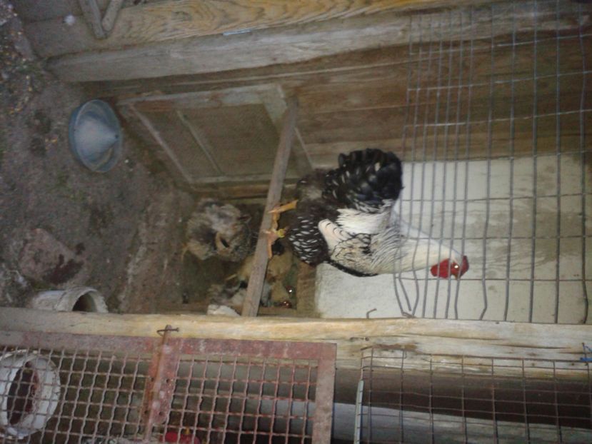  - 1 - MATCĂ II 2024 -