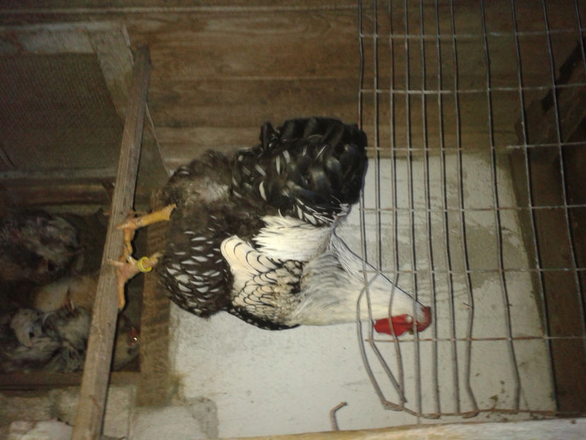  - 1 - MATCĂ II 2024 -