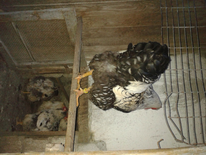  - 1 - MATCĂ II 2024 -