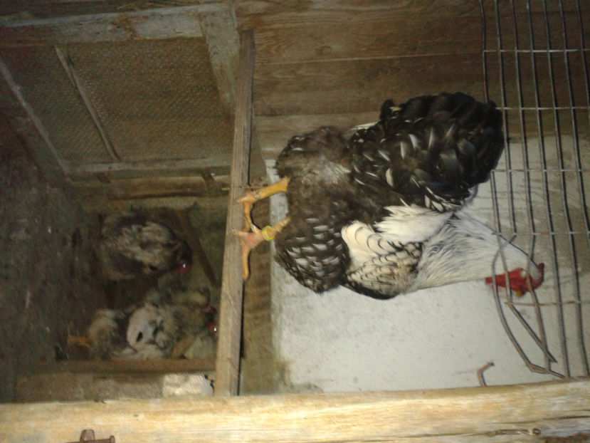  - 1 - MATCĂ II 2024 -