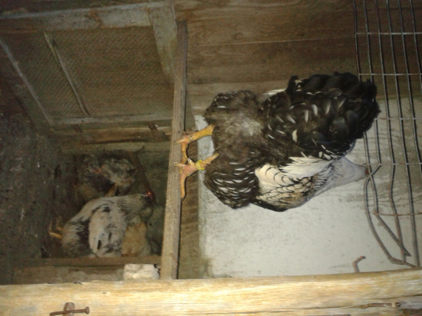  - 1 - MATCĂ II 2024 -