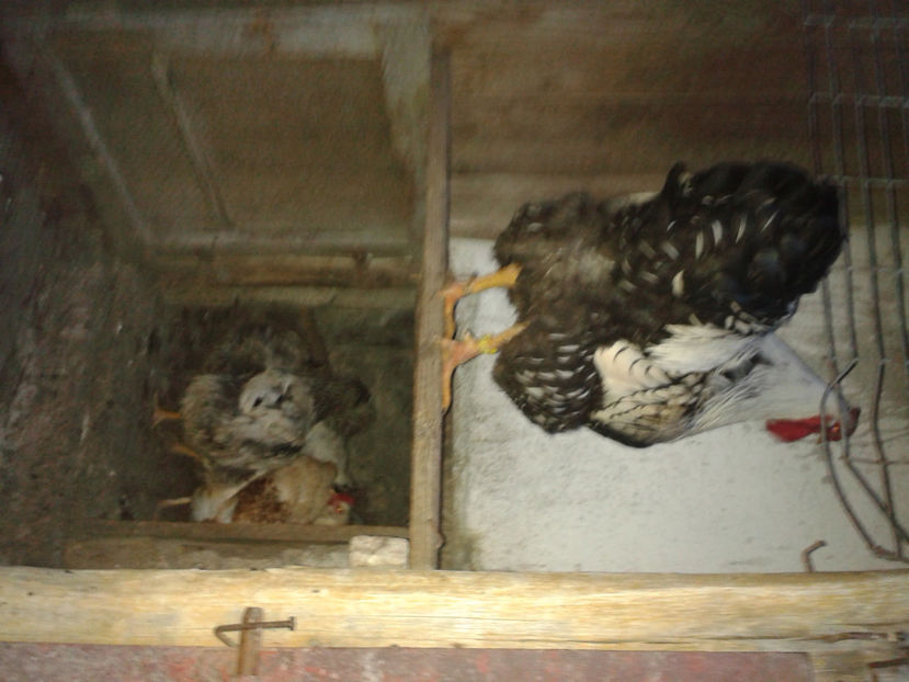  - 1 - MATCĂ II 2024 -