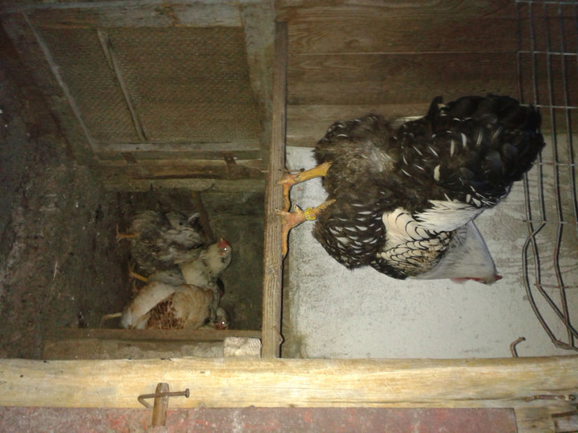  - 1 - MATCĂ II 2024 -