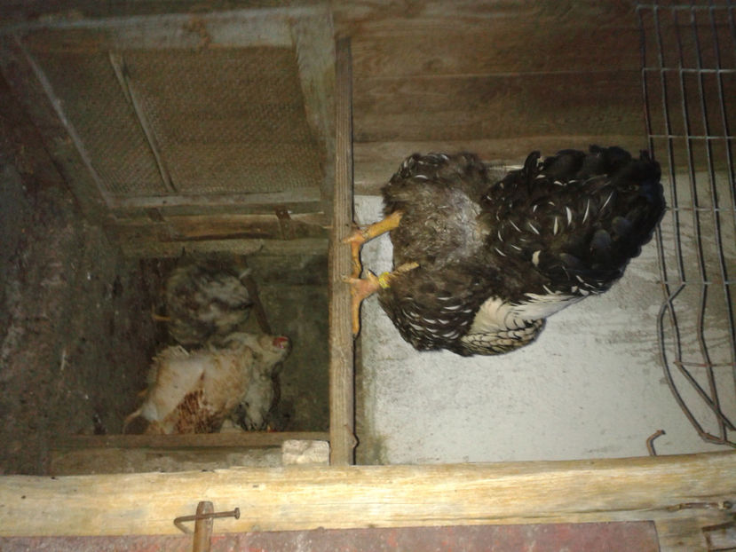  - 1 - MATCĂ II 2024 -