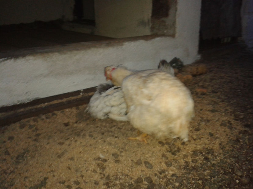  - 1 - MATCĂ II 2024 -