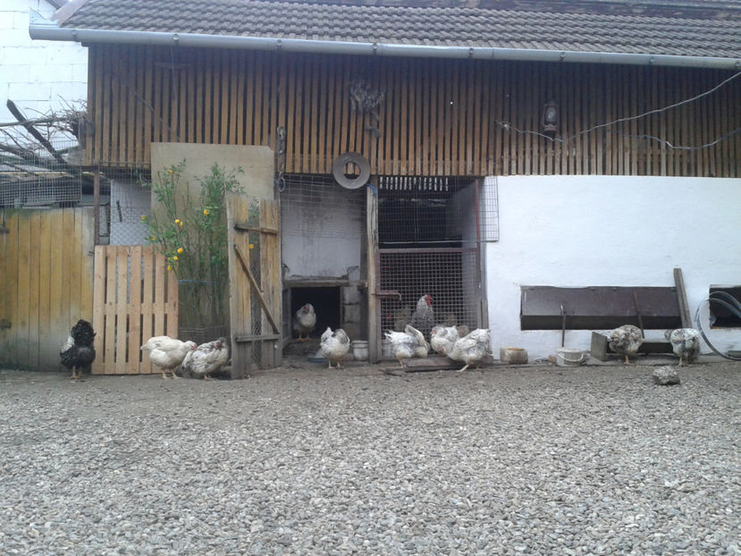  - 1 - MATCĂ II 2024 -