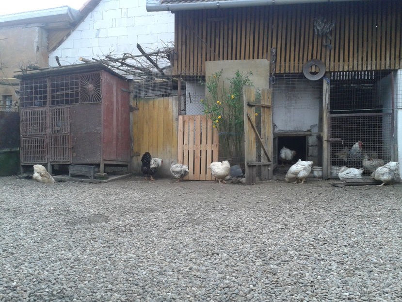  - 1 - MATCĂ II 2024 -