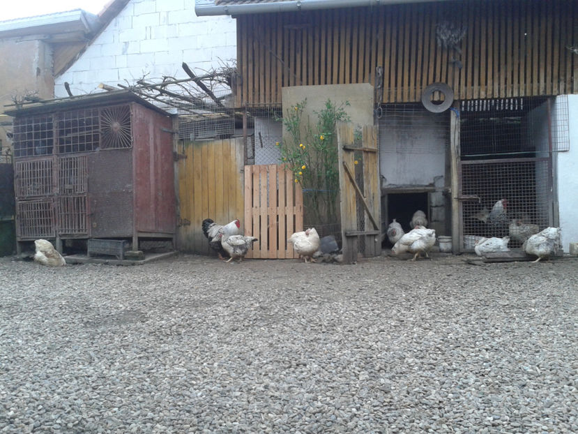  - 1 - MATCĂ II 2024 -