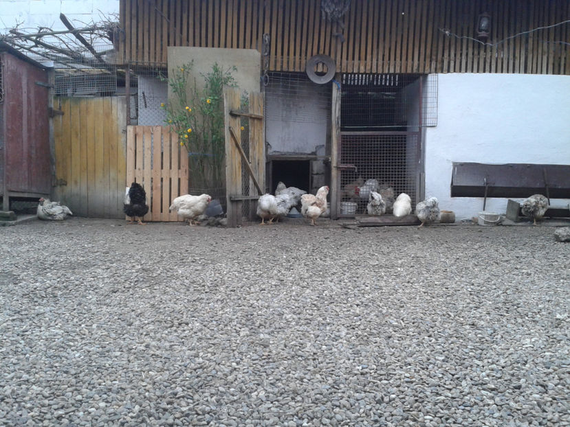  - 1 - MATCĂ II 2024 -