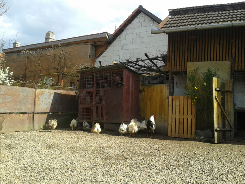  - 1 - MATCĂ II 2024 -