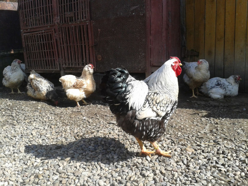  - 1 - MATCĂ II 2024 -