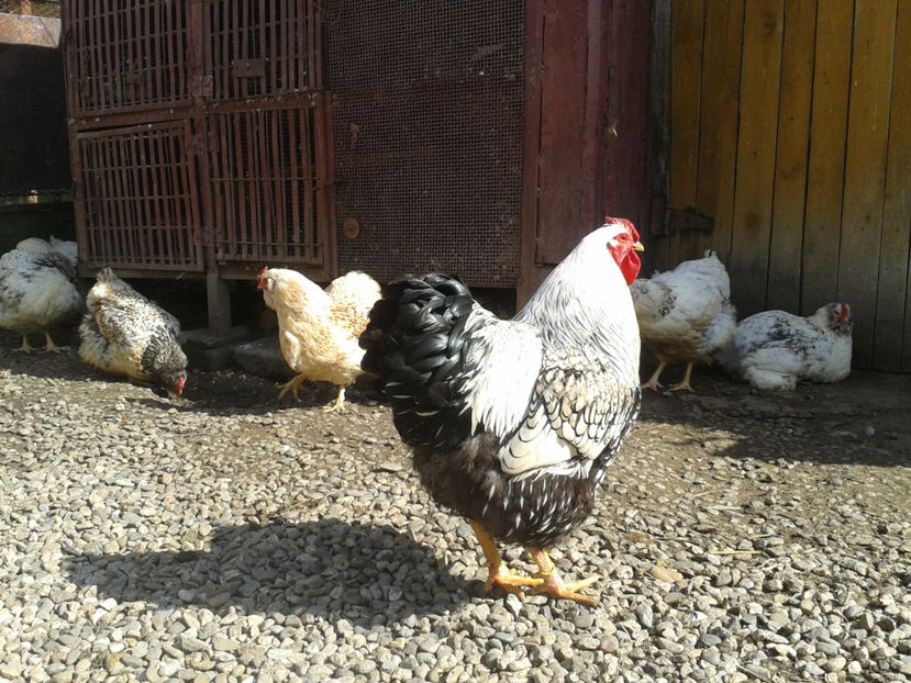  - 1 - MATCĂ II 2024 -