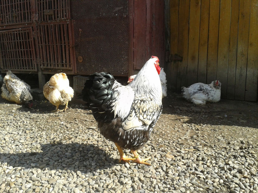  - 1 - MATCĂ II 2024 -