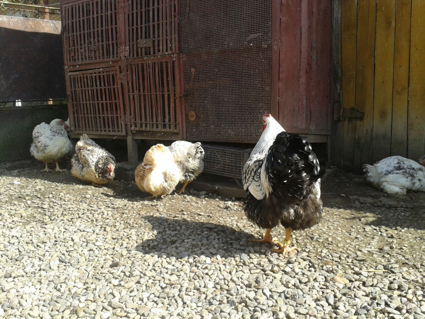  - 1 - MATCĂ II 2024 -