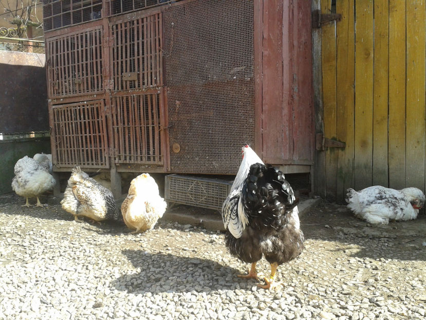  - 1 - MATCĂ II 2024 -