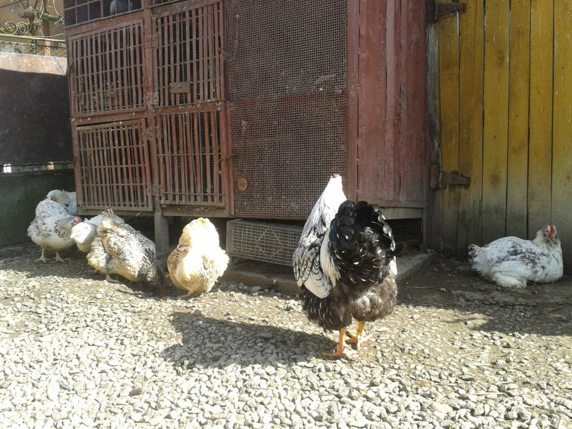  - 1 - MATCĂ II 2024 -