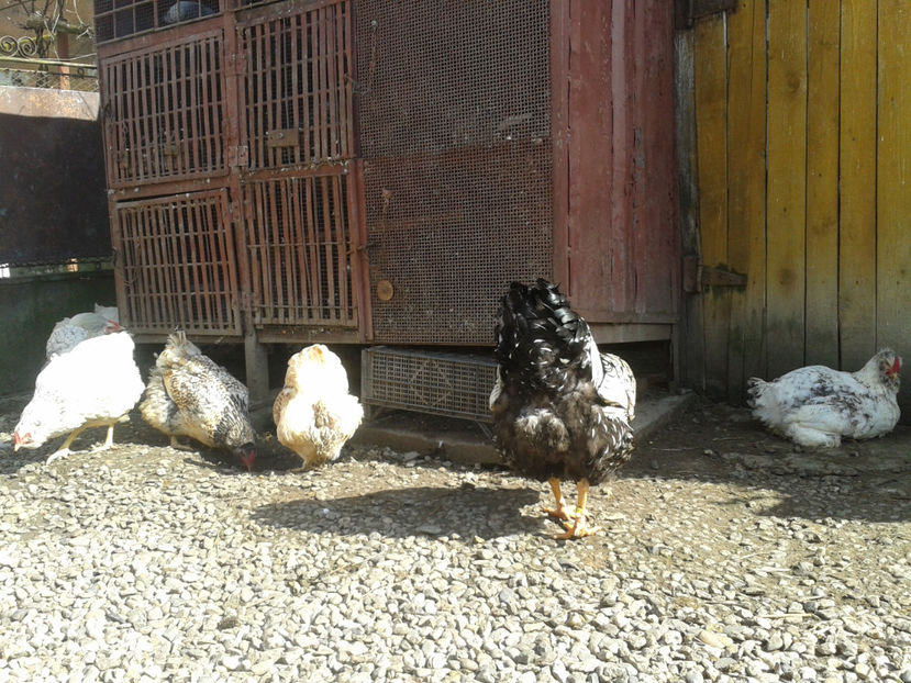  - 1 - MATCĂ II 2024 -