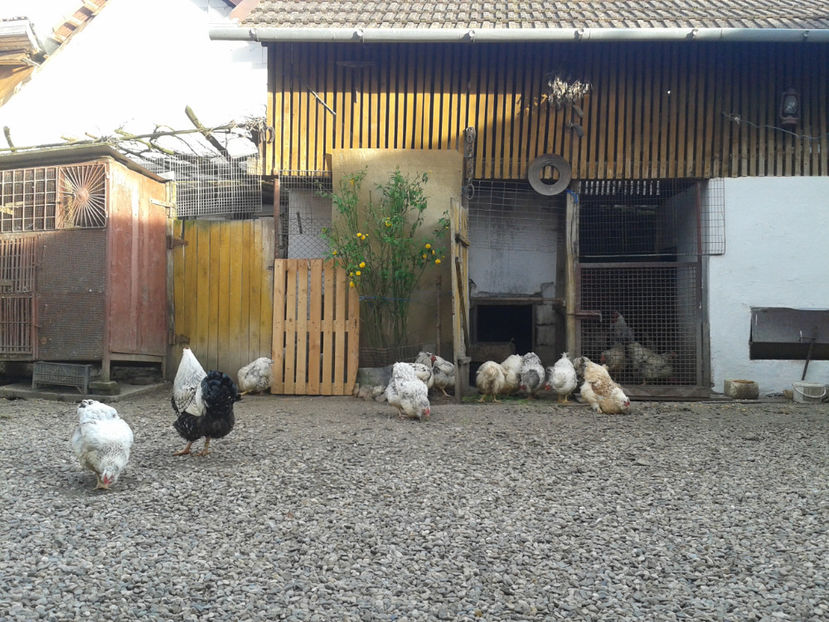  - 1 - MATCĂ II 2024 -