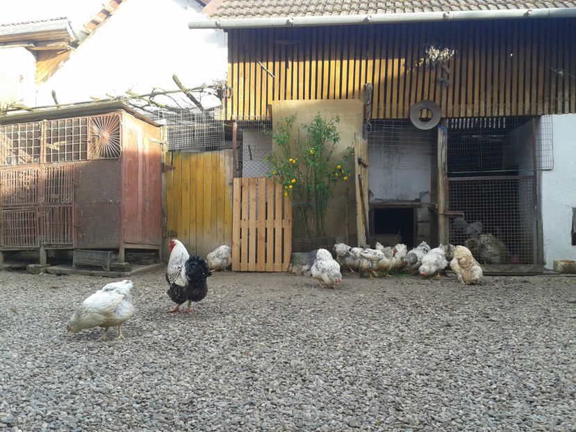  - 1 - MATCĂ II 2024 -