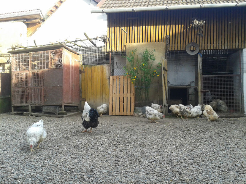  - 1 - MATCĂ II 2024 -