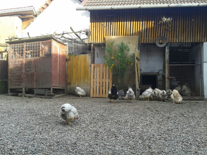  - 1 - MATCĂ II 2024 -