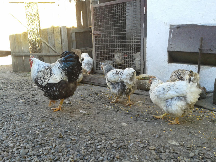  - 1 - MATCĂ II 2024 -