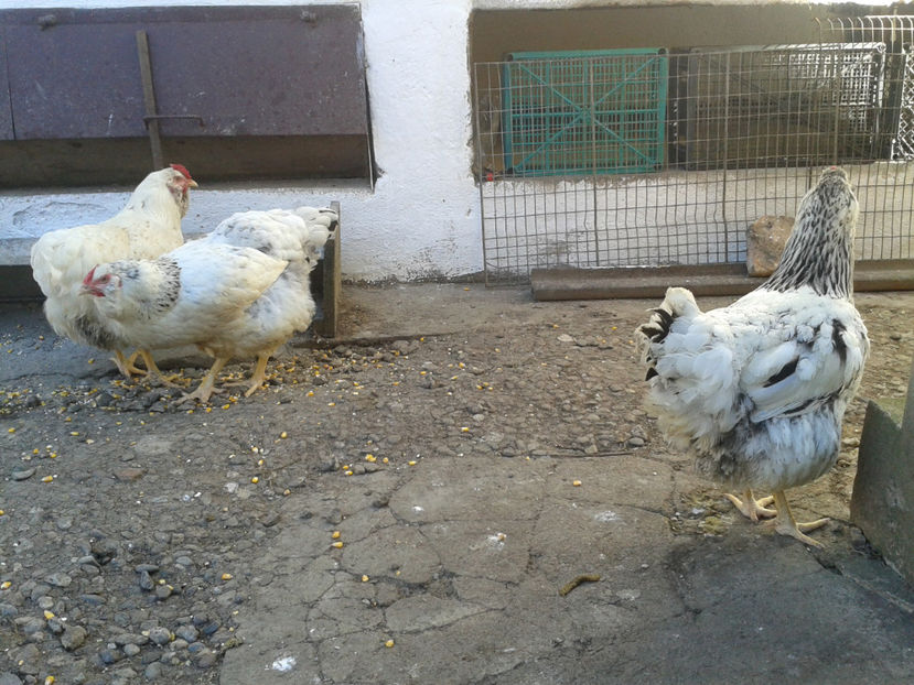  - 1 - MATCĂ II 2024 -