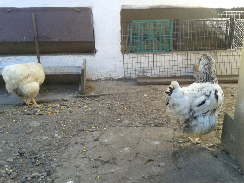  - 1 - MATCĂ II 2024 -