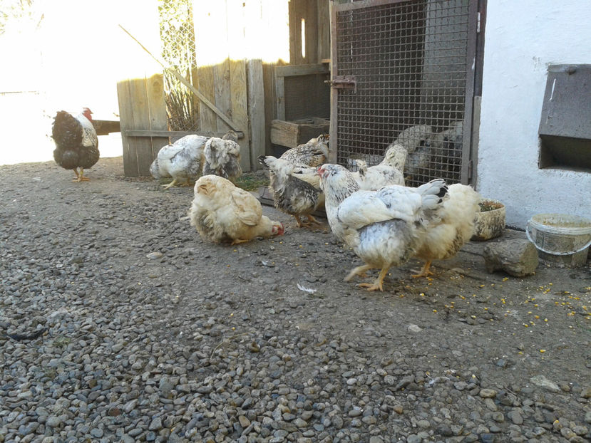  - 1 - MATCĂ II 2024 -