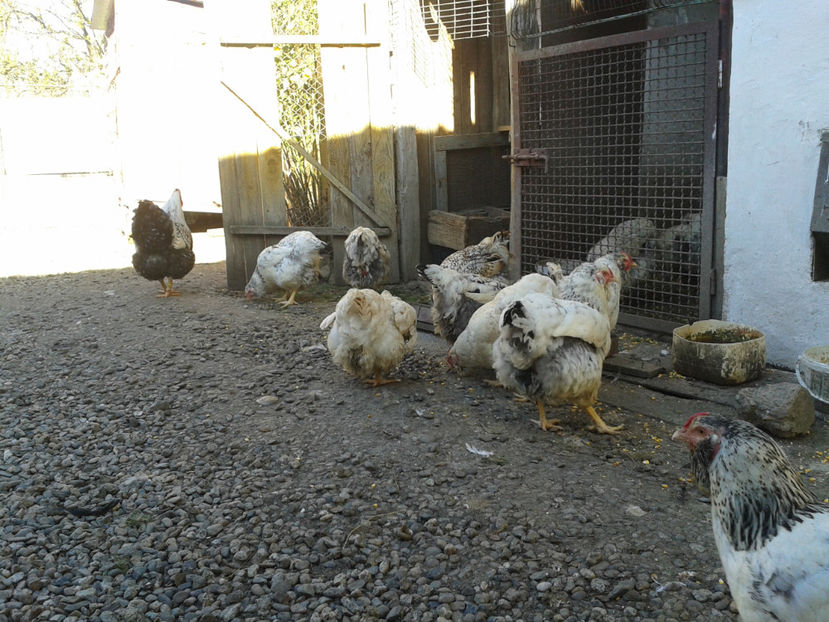  - 1 - MATCĂ II 2024 -