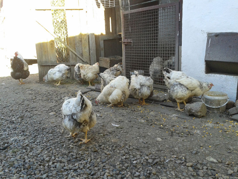  - 1 - MATCĂ II 2024 -