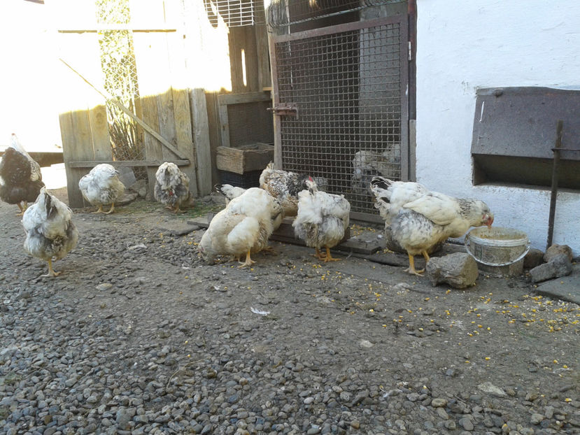  - 1 - MATCĂ II 2024 -