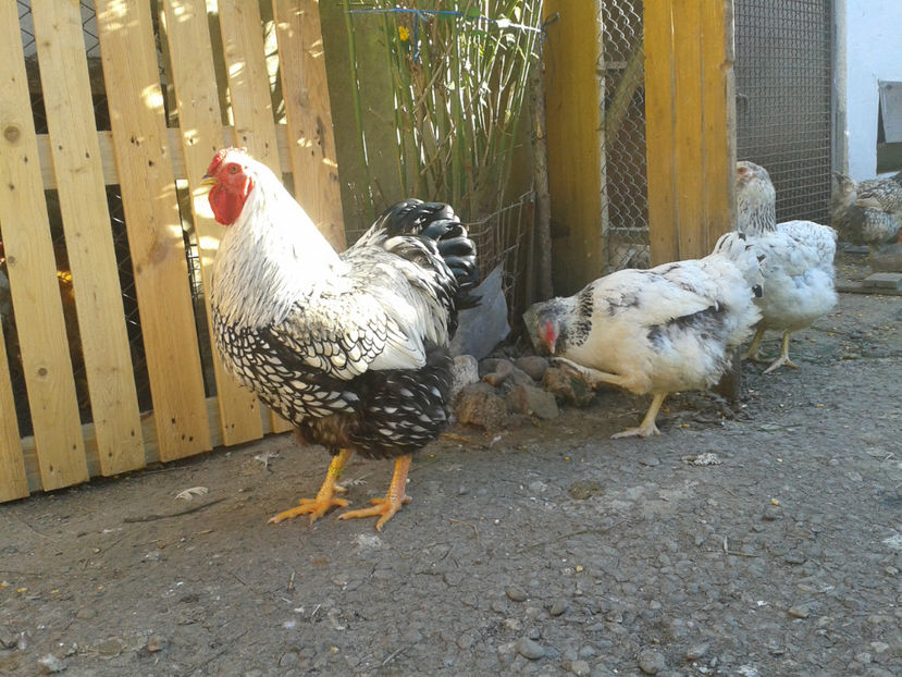  - 1 - MATCĂ II 2024 -