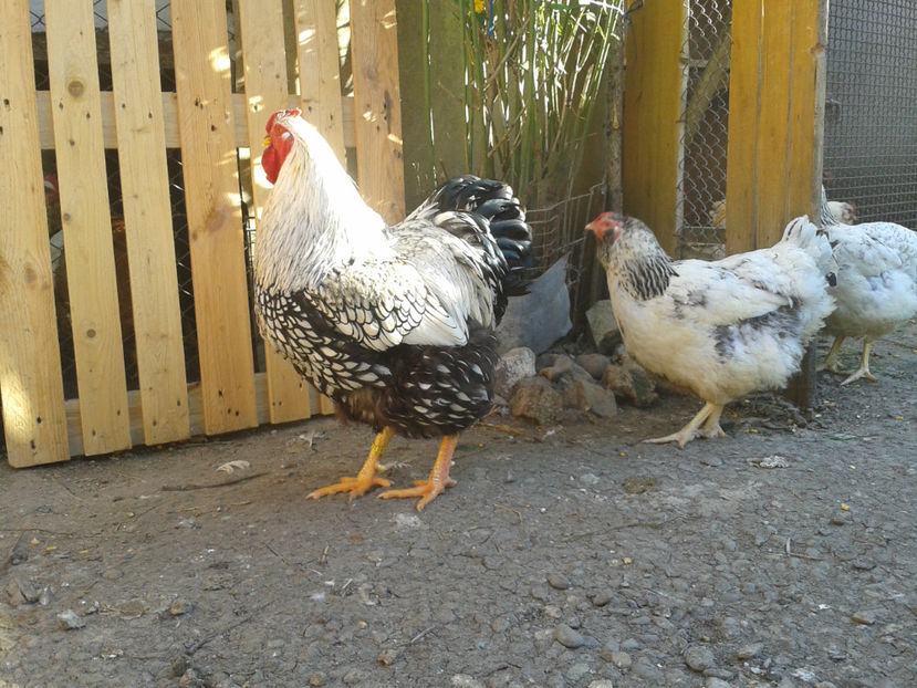  - 1 - MATCĂ II 2024 -