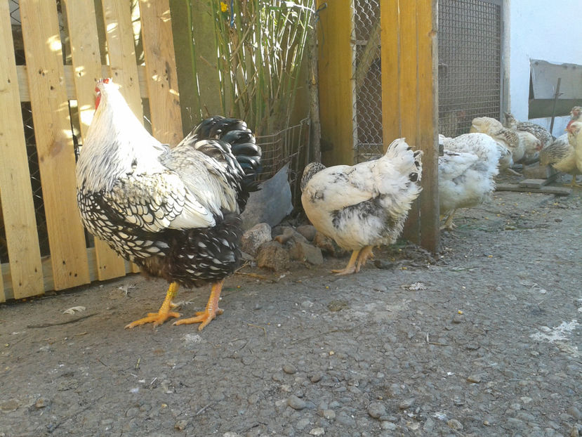  - 1 - MATCĂ II 2024 -