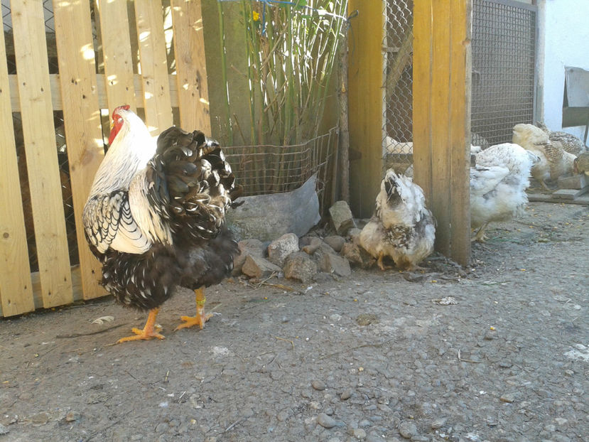  - 1 - MATCĂ II 2024 -