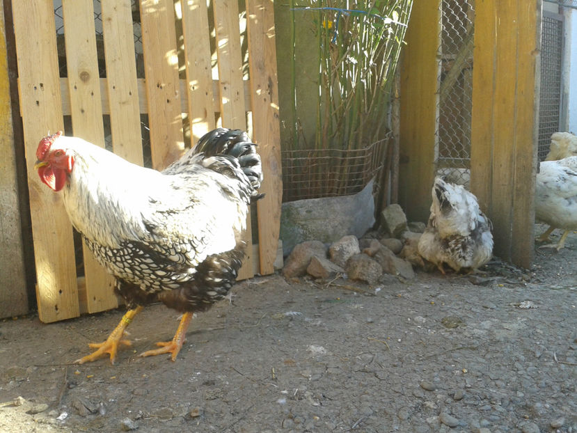  - 1 - MATCĂ II 2024 -