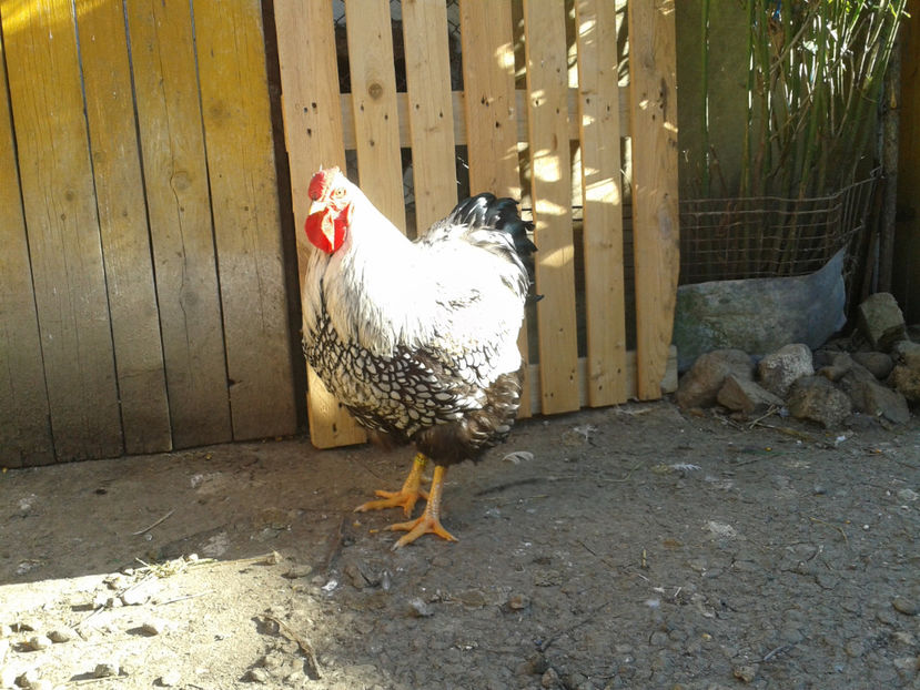  - 1 - MATCĂ II 2024 -